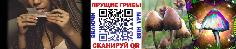 Галлюциногенные грибы Psilocybe  даркнет сайт  Приозерск 